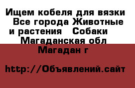 Ищем кобеля для вязки - Все города Животные и растения » Собаки   . Магаданская обл.,Магадан г.